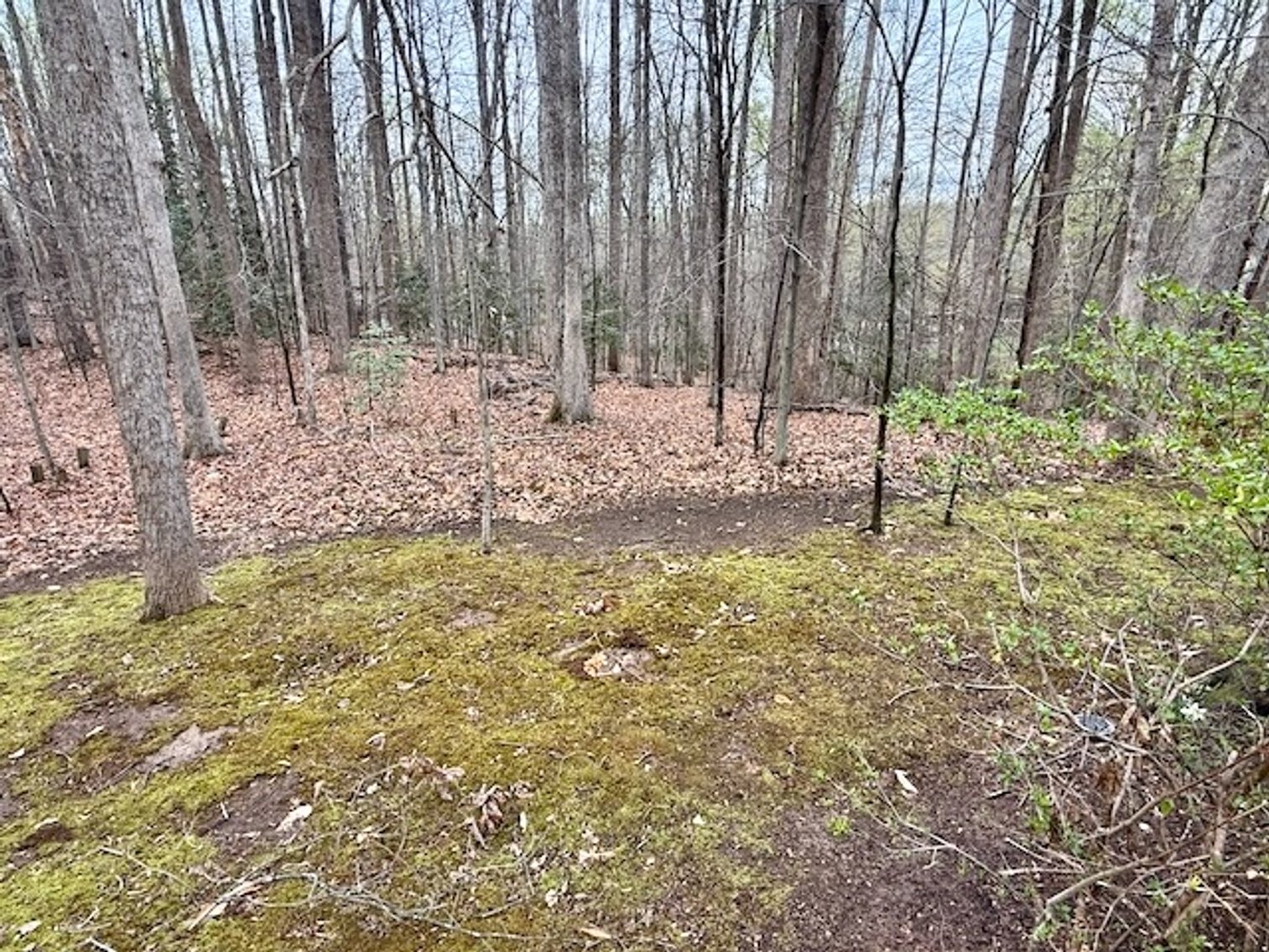 Image for 4 BR/3 BA Home on 2.4 +/- Wooded Acres in the Woodbine Forest Neighborhood of Prince William County, VA