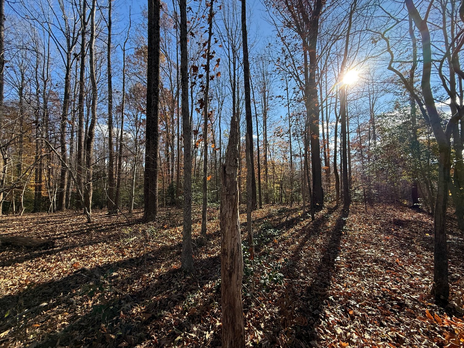 Image for 5.2 +/- Acre Mostly Wooded Building/Estate Lot in Orange County, VA--SELLING to the HIGHEST BIDDER via ONLINE ONLY BIDDING!!