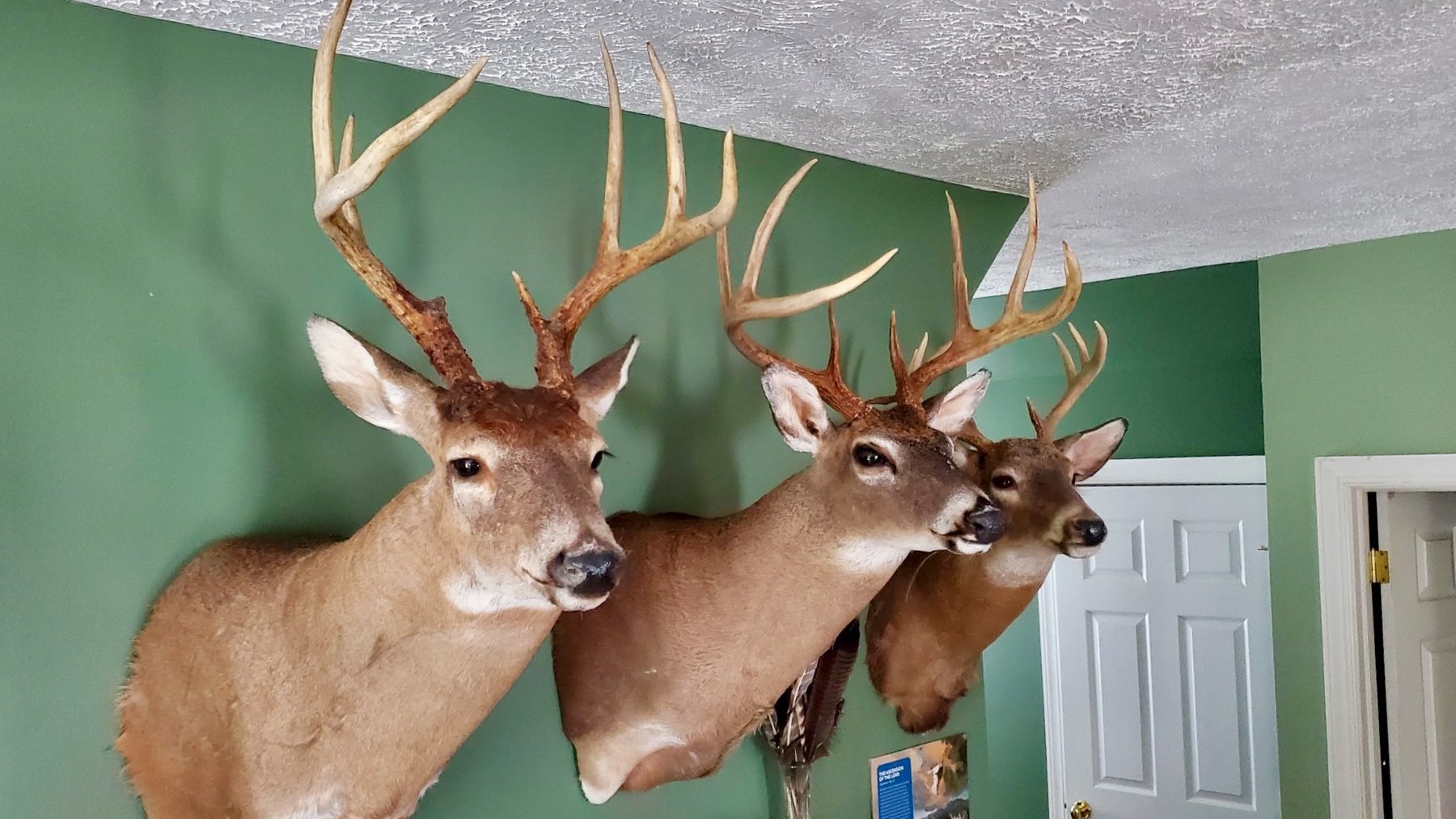 Image for 4 BR/6 BA Home w/Horse Barn, Fencing, Detached Work Shop, Garage & Storage Buildings on 30.8 +/- Acres in Halifax County, VA--SELLING to the HIGHEST BIDDER!!