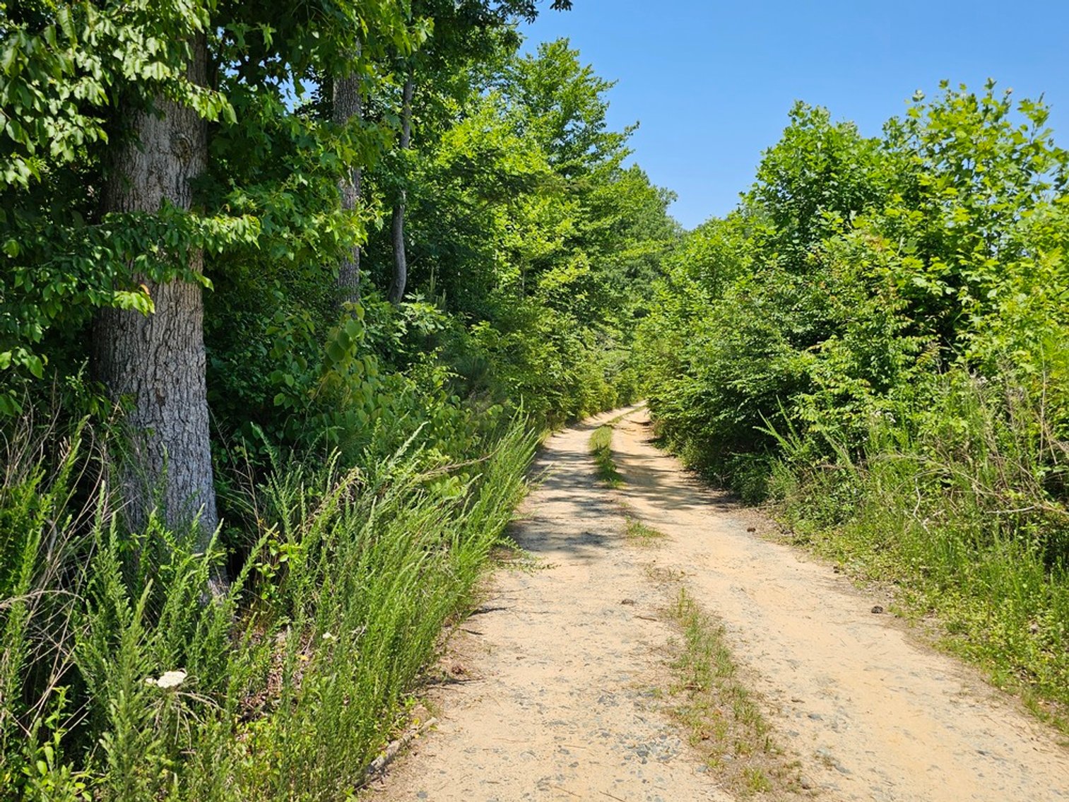 Image for Public Trustee Auction | 3 BR/2 BA Rancher on 5± AC | 1,456± SF | Zoned A-2 | 1473 Chestnut Grove Lane | Heathsville, VA