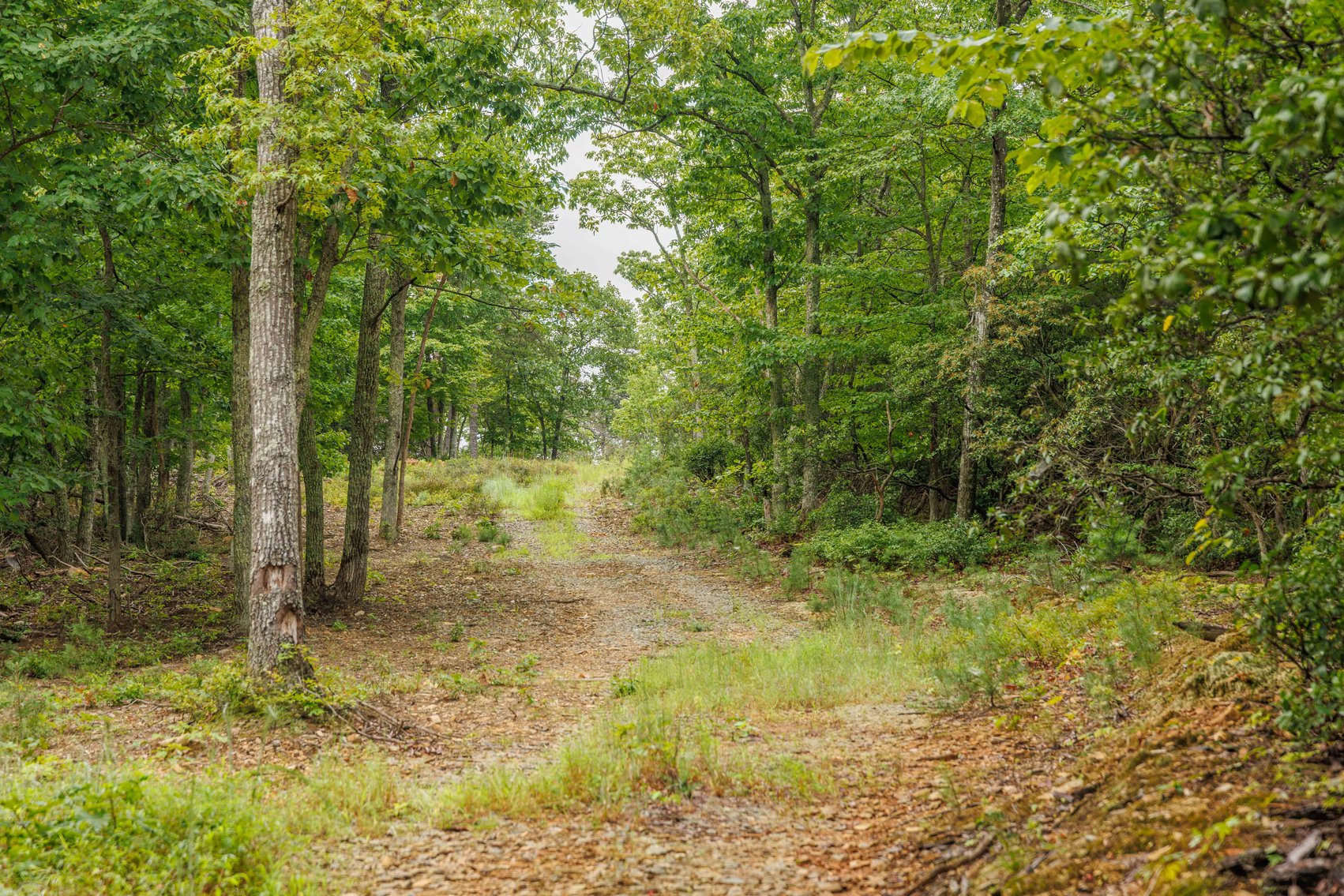 Image for Public Auction | Last Parcel! | 347± Acres of Premier Hunting & Recreational Land | Build Your Dream Home with Scenic Mountain Overlook | Close Proximity to Charlottesville | Appleberry Farm in Albemarle County, VA