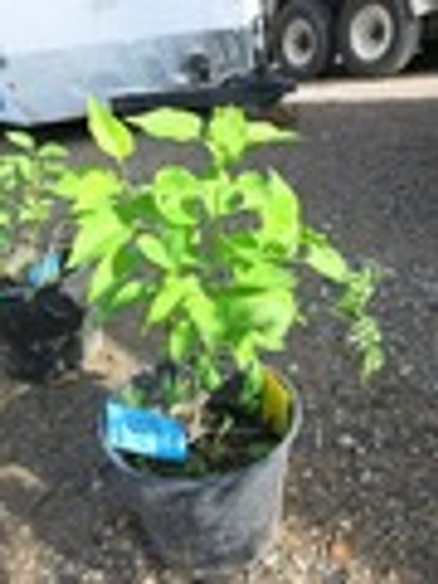 Image for Trees, Perennials & Plants