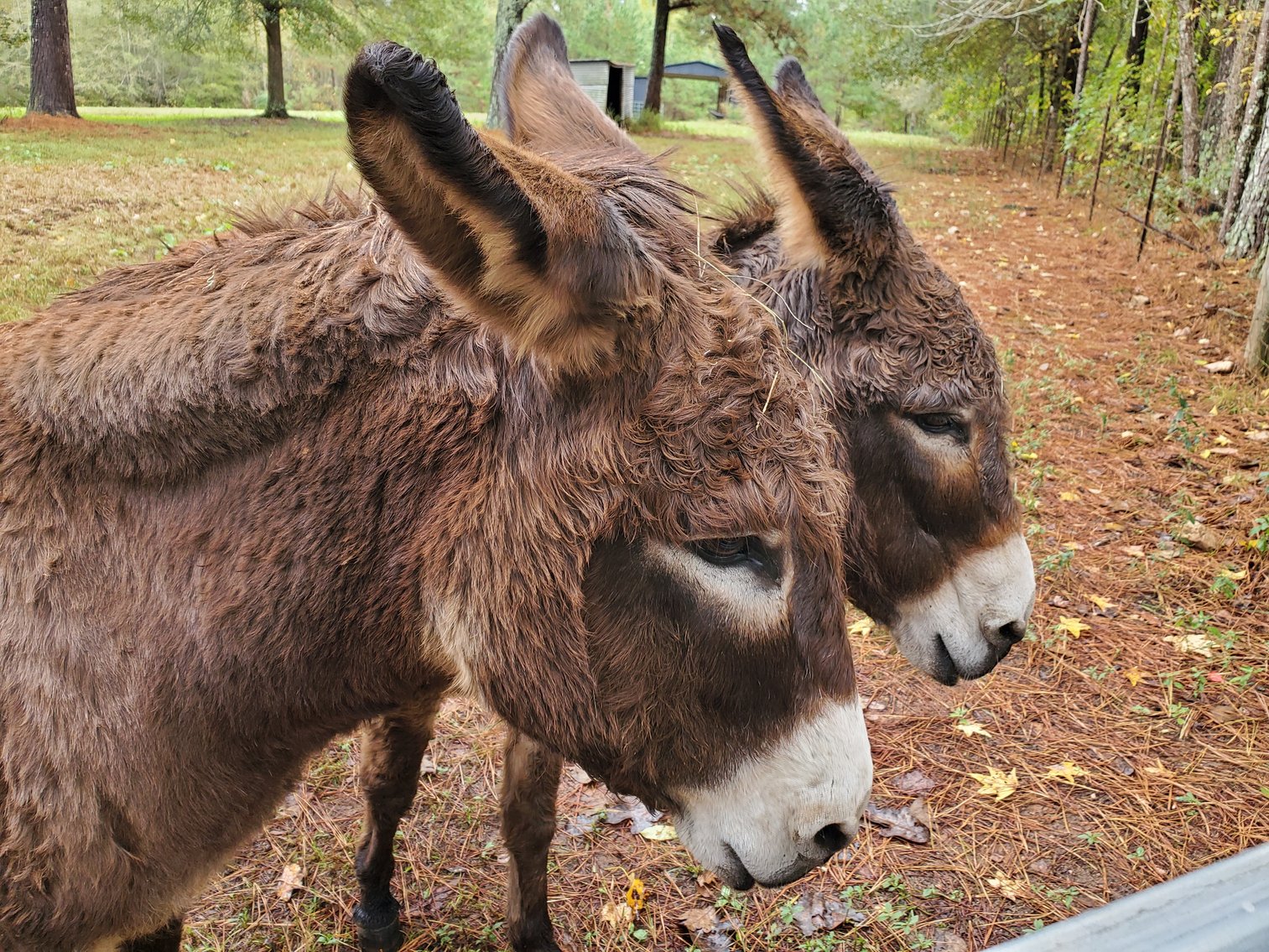 Image for Warm Springs, GA: 3BR/1BA Restored Farmhouse and 2BR/1.5BA Custom Log Cabin on 68.4± Acres at 1101 & 1103 Hudson Rd, Warm Springs, GA 30084  (Meriwether County)