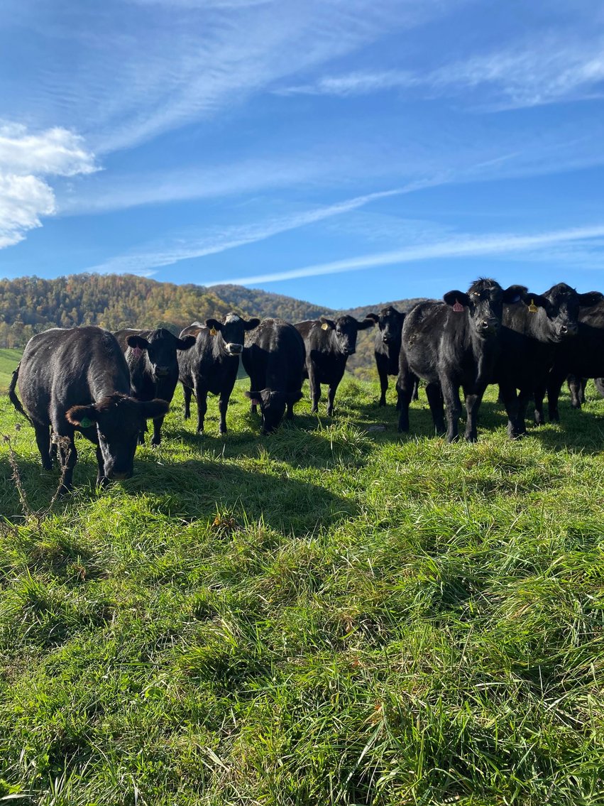 Image for Leachman East Coast Stabilizer Sale