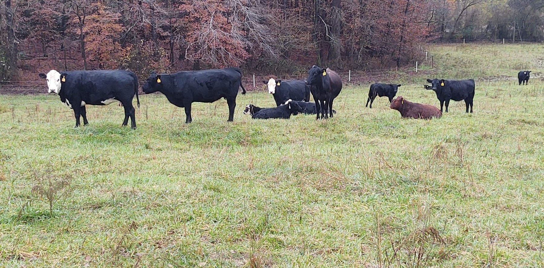 Image for Leachman East Coast Stabilizer Sale