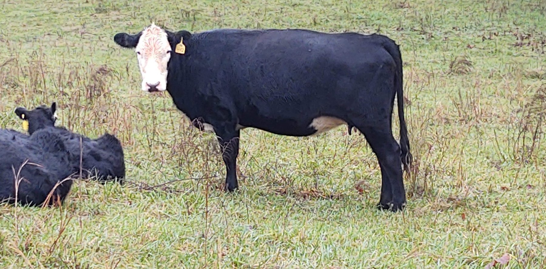 Image for Leachman East Coast Stabilizer Sale