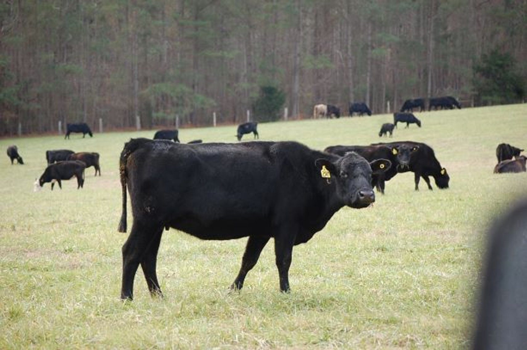 Image for Cattle Auction