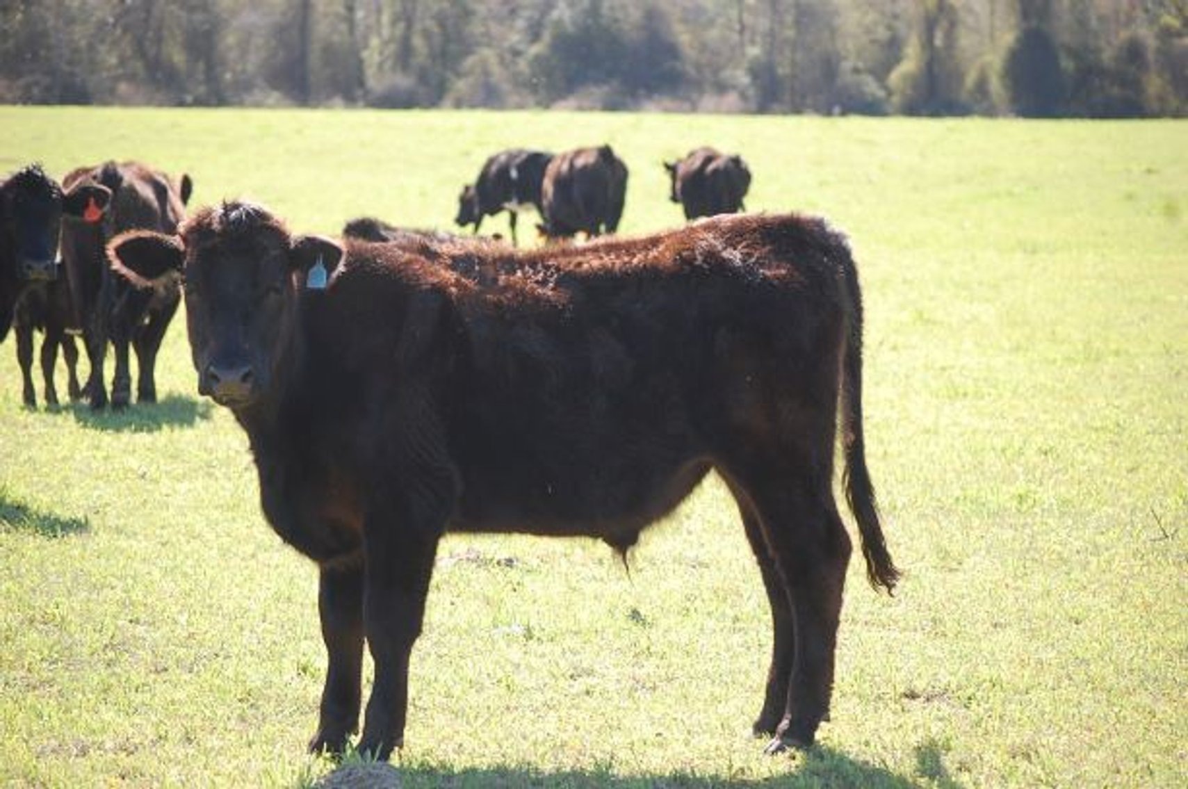 Image for CATTLE AUCTION