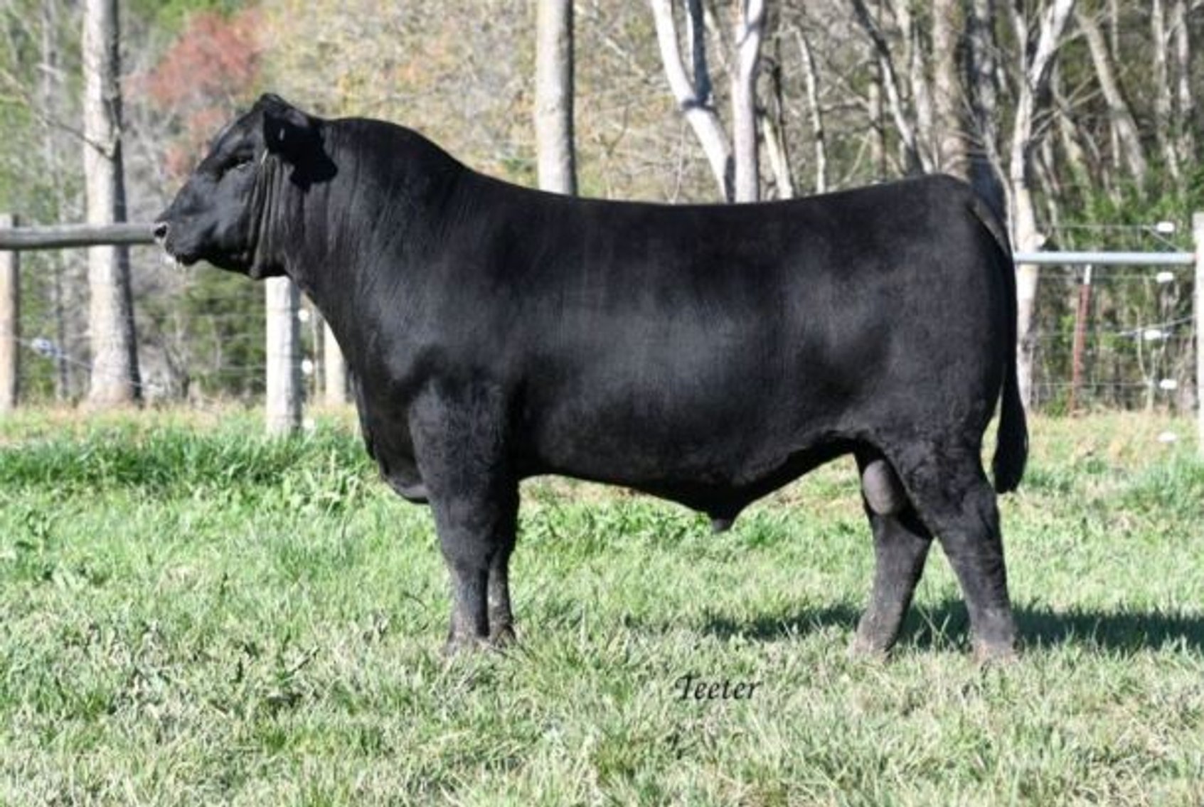 Image for CATTLE AUCTION