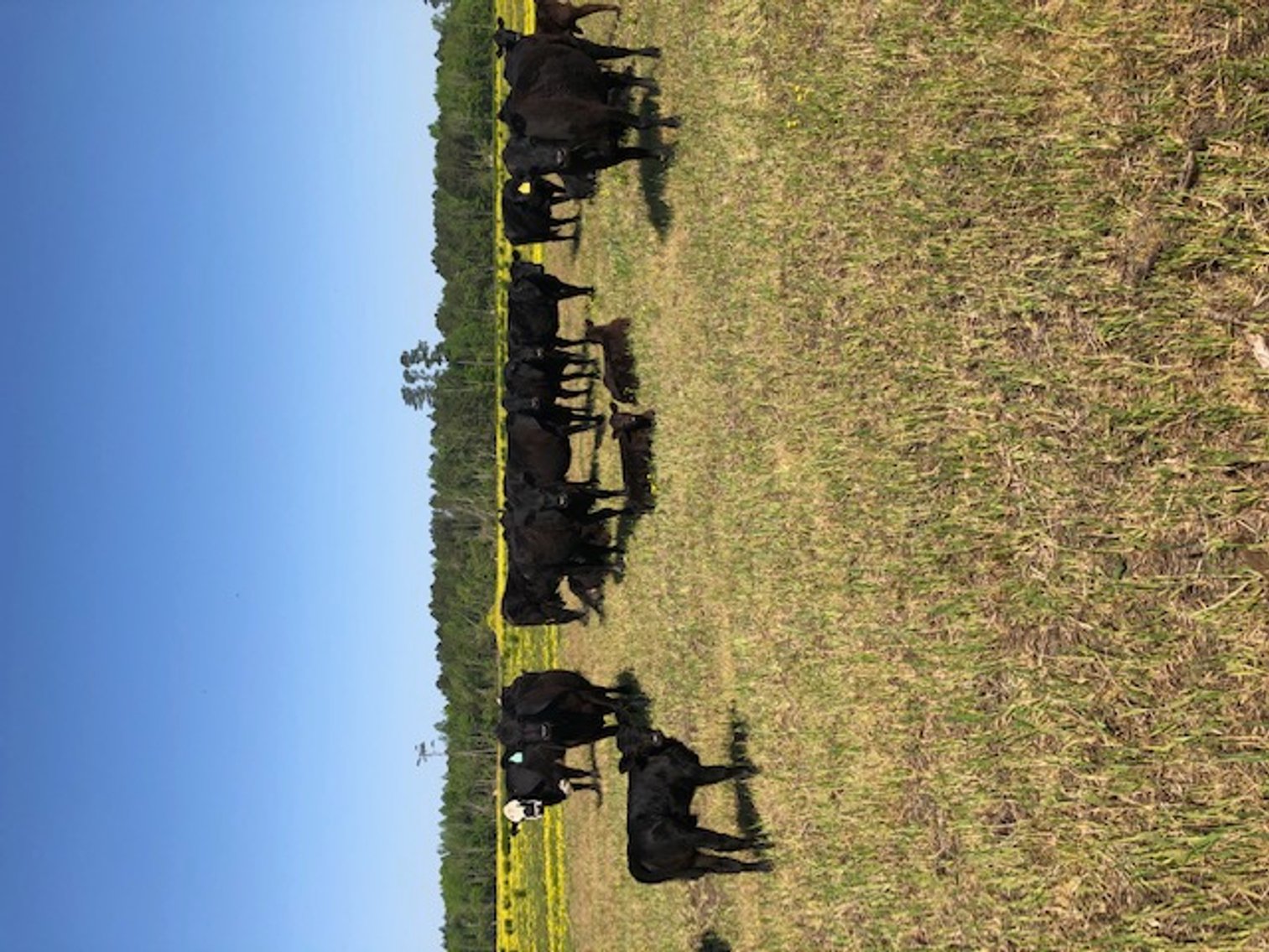 Image for CATTLE AUCTION