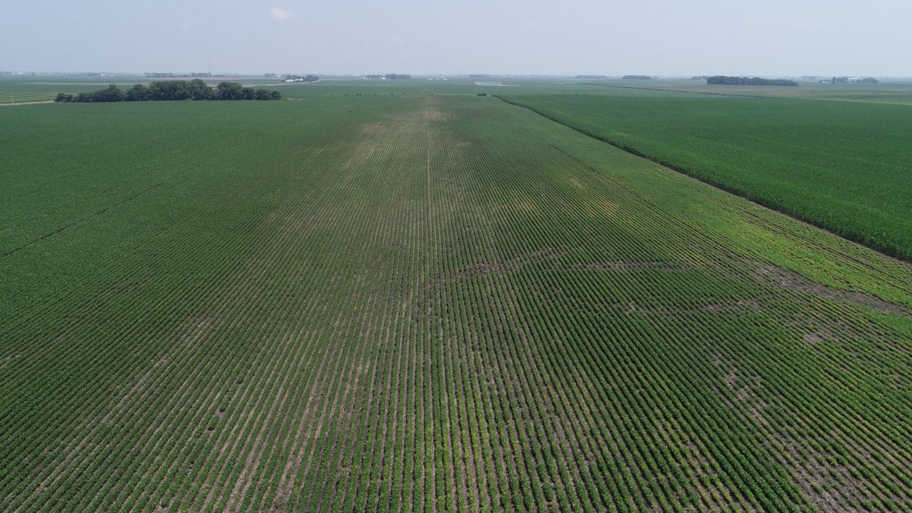Image for Calhoun County Farmland Auction!