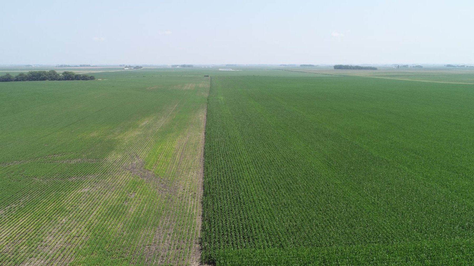 Image for Calhoun County Farmland Auction!