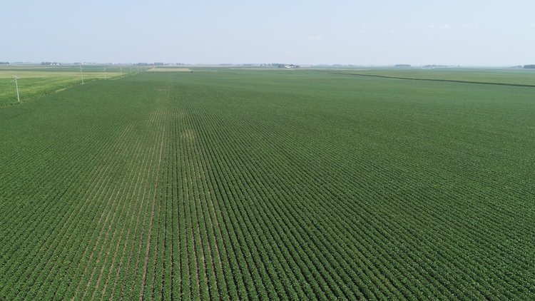 Image for Calhoun County Farmland Auction