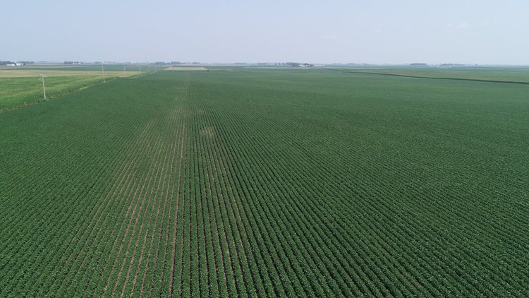 Image for Calhoun County Farmland Auction