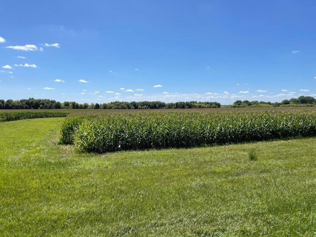 Image for Calhoun County Land Auction!