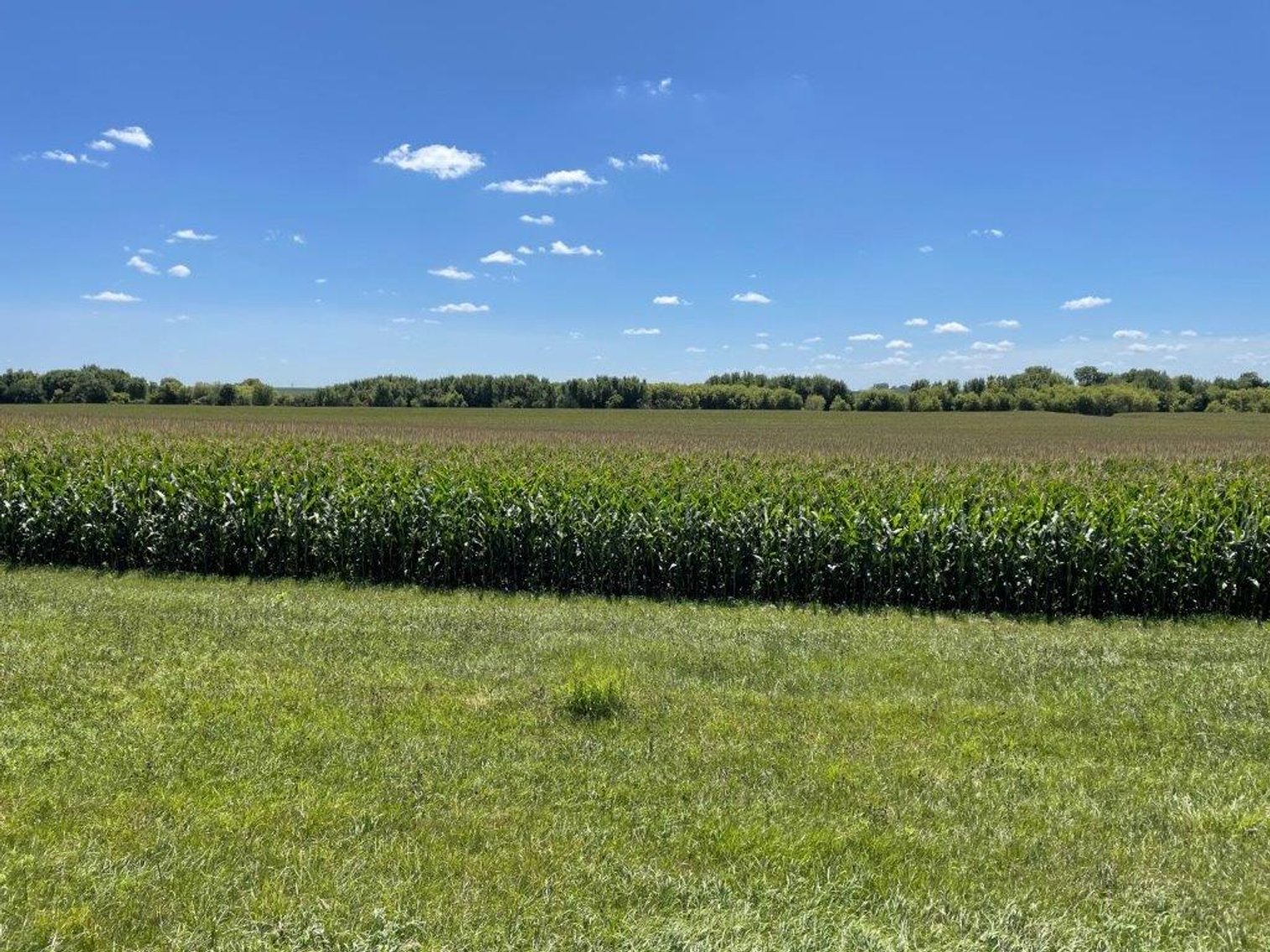 Image for Calhoun County Land Auction!