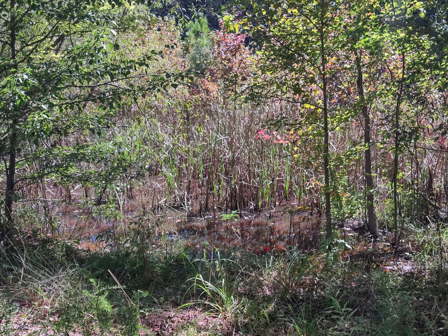 Image for Woodstock, GA: 1.13± Acre Commercial Tract at Parkway 575, Woodstock GA 30188 (Cherokee County)