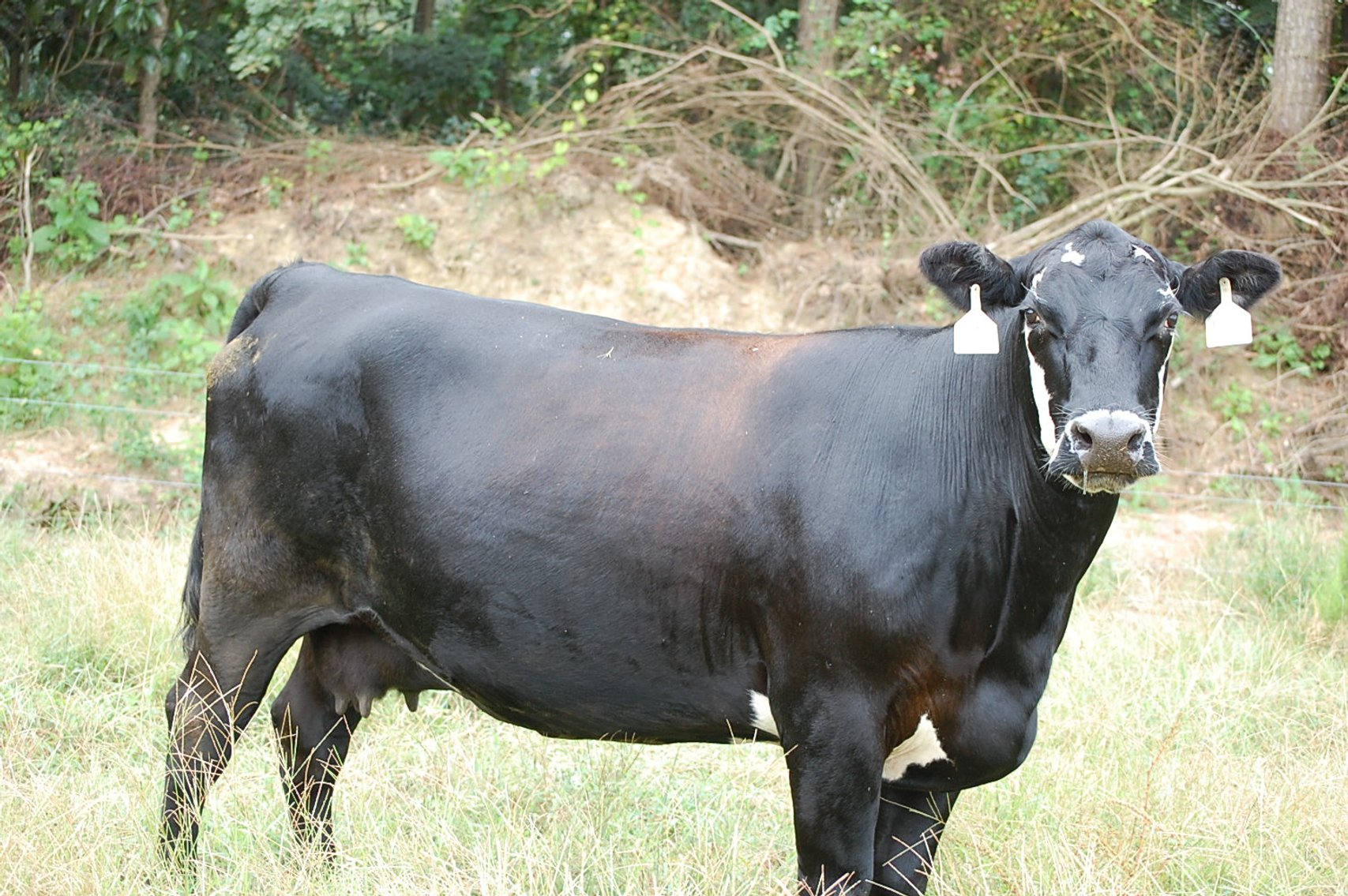 Image for CATTLE AUCTION