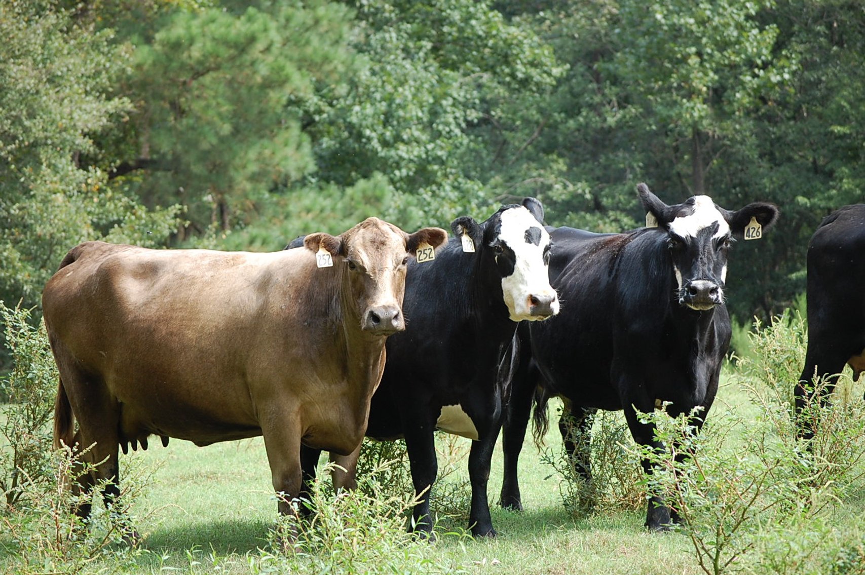Image for CATTLE AUCTION