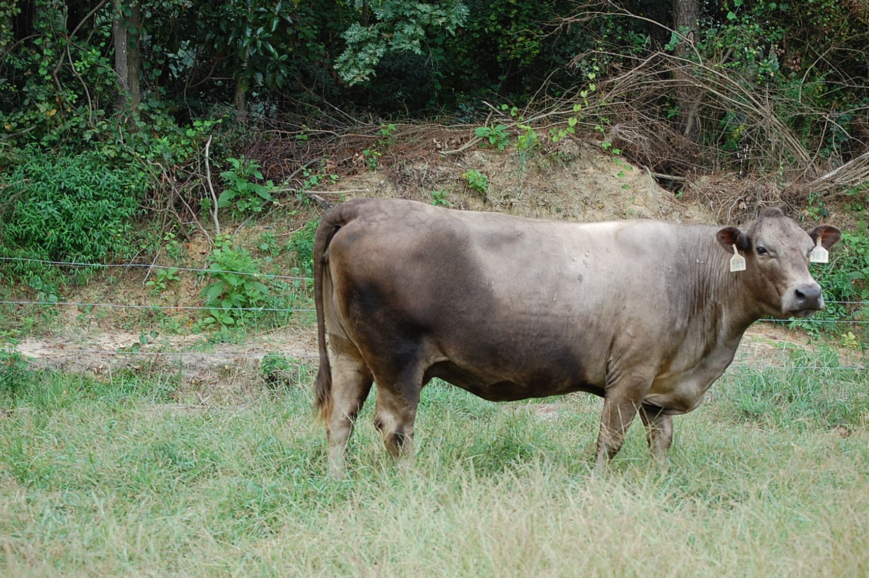 Image for CATTLE AUCTION