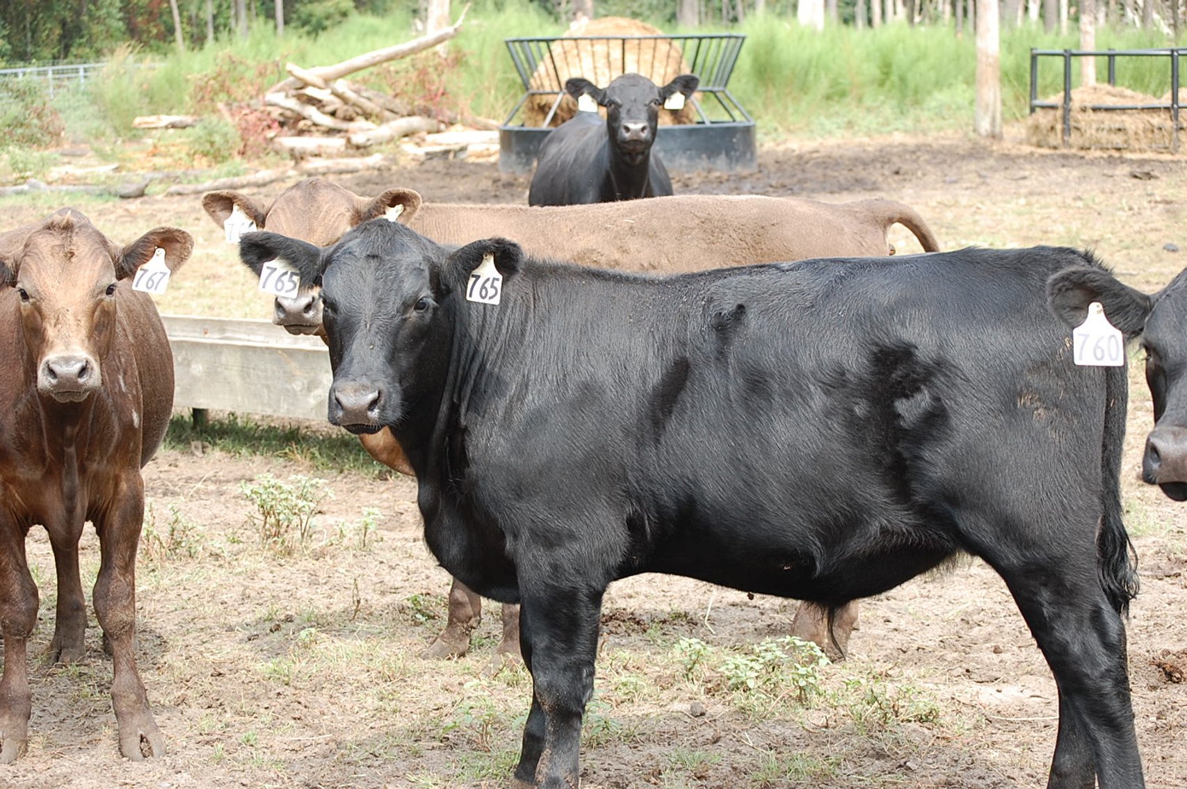 Image for CATTLE AUCTION