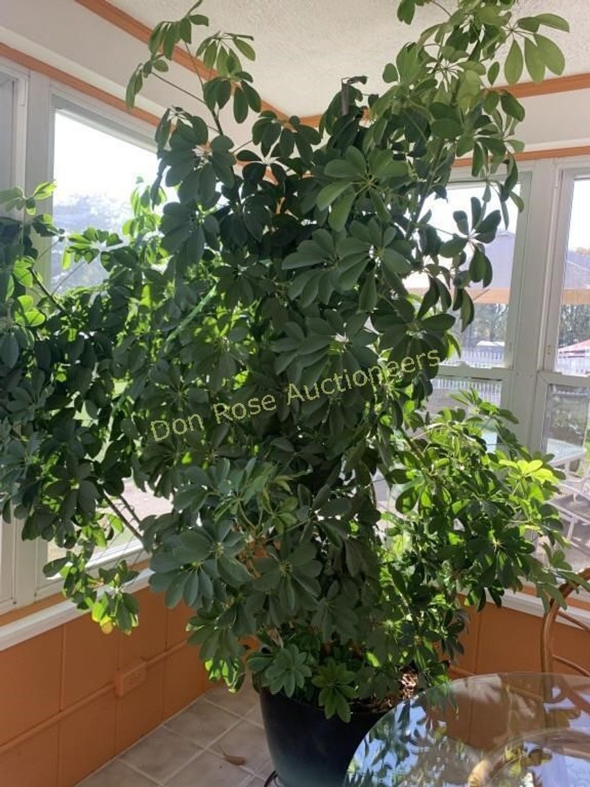 Image for Walbridge Downsizing Auction!