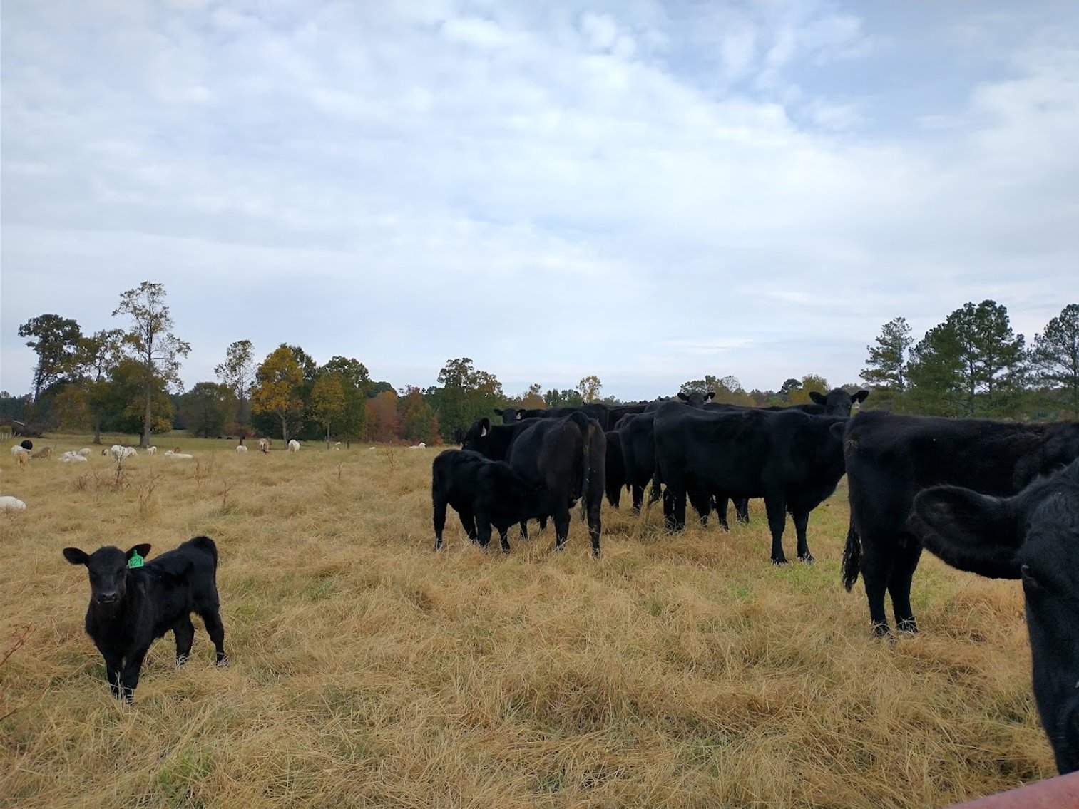 Image for Leachman East Coast Stabilizer Sale