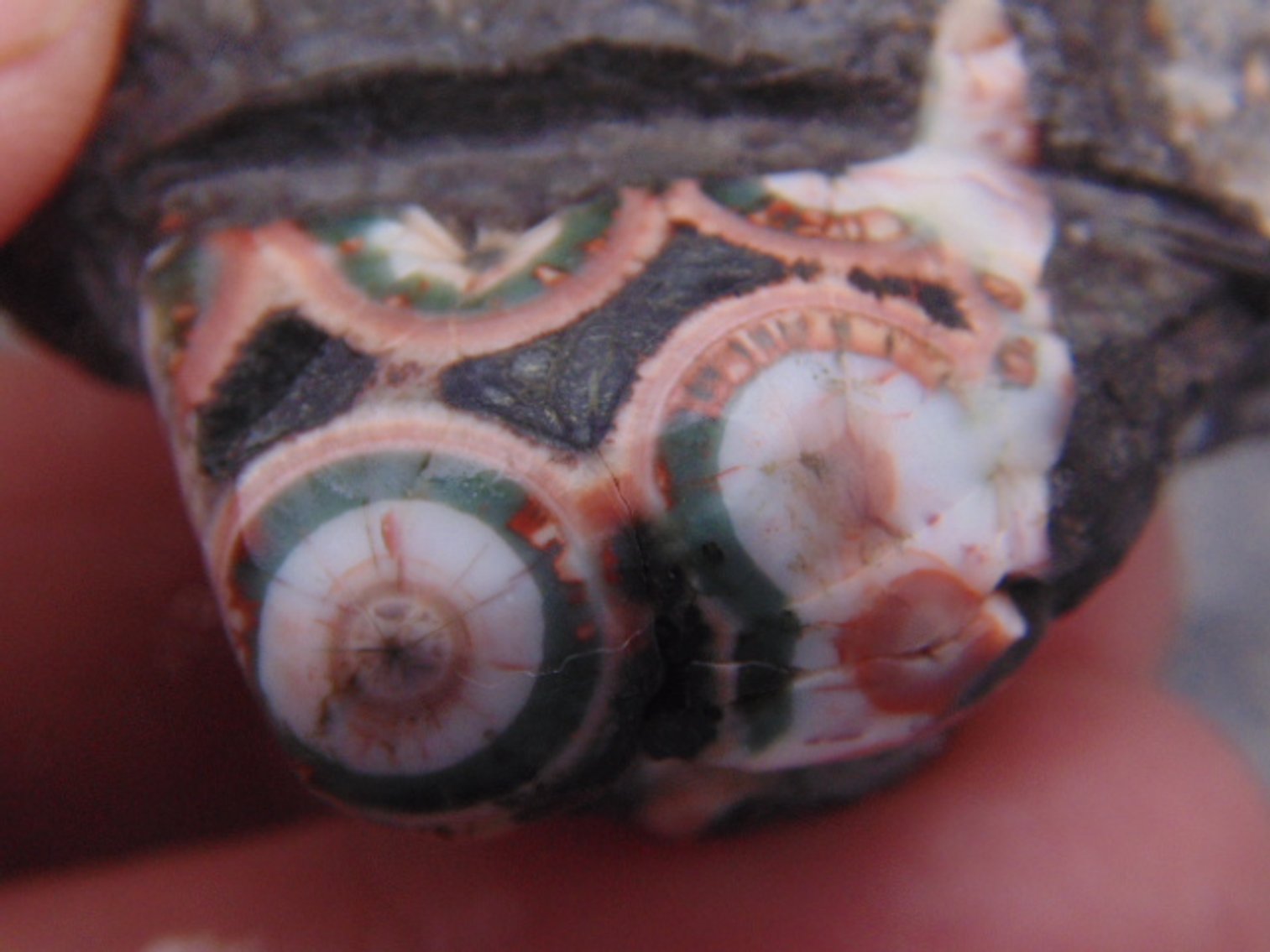 Image for Lapidary: Agates, Fossils, Jewelry, Equipment & More