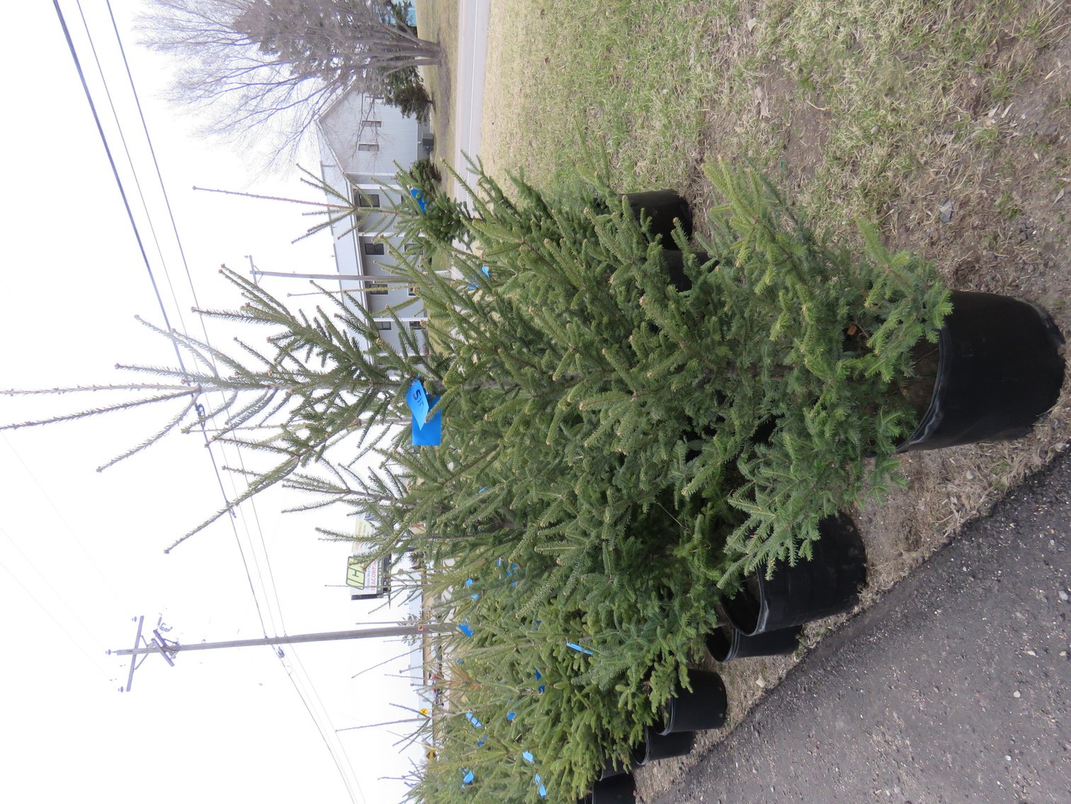 Image for Trees - White Pine, Black Hills Spruce & More