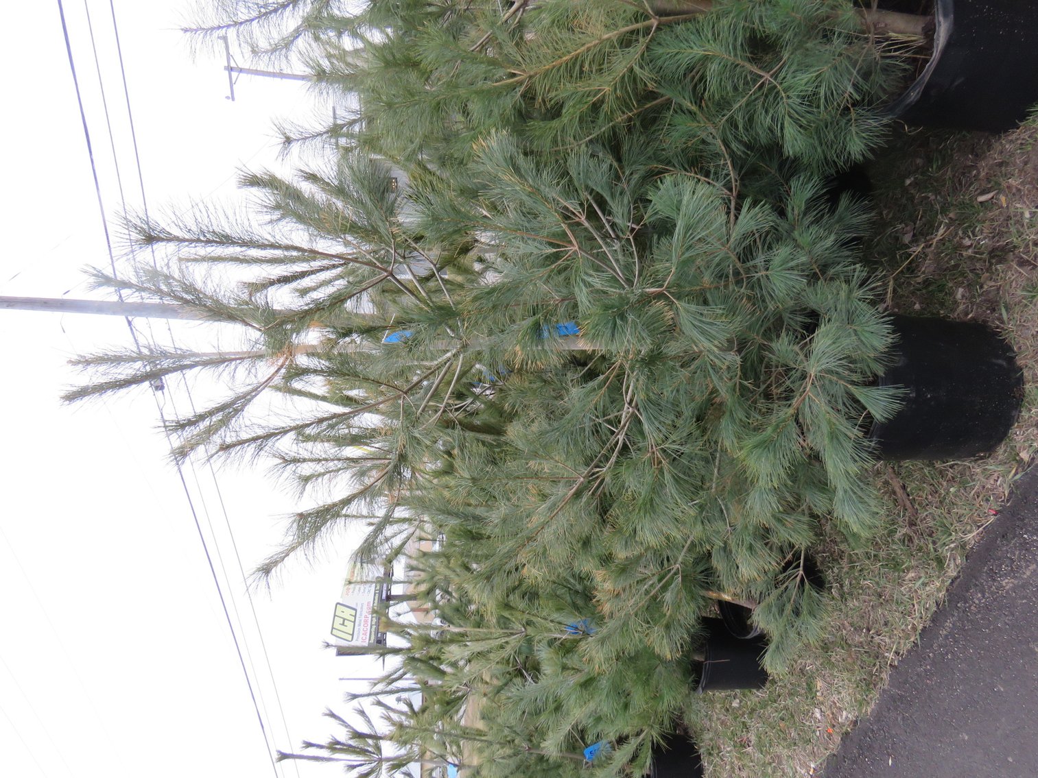 Image for Trees - White Pine, Black Hills Spruce & More