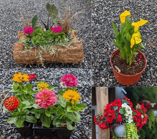 Image for Flower Auction