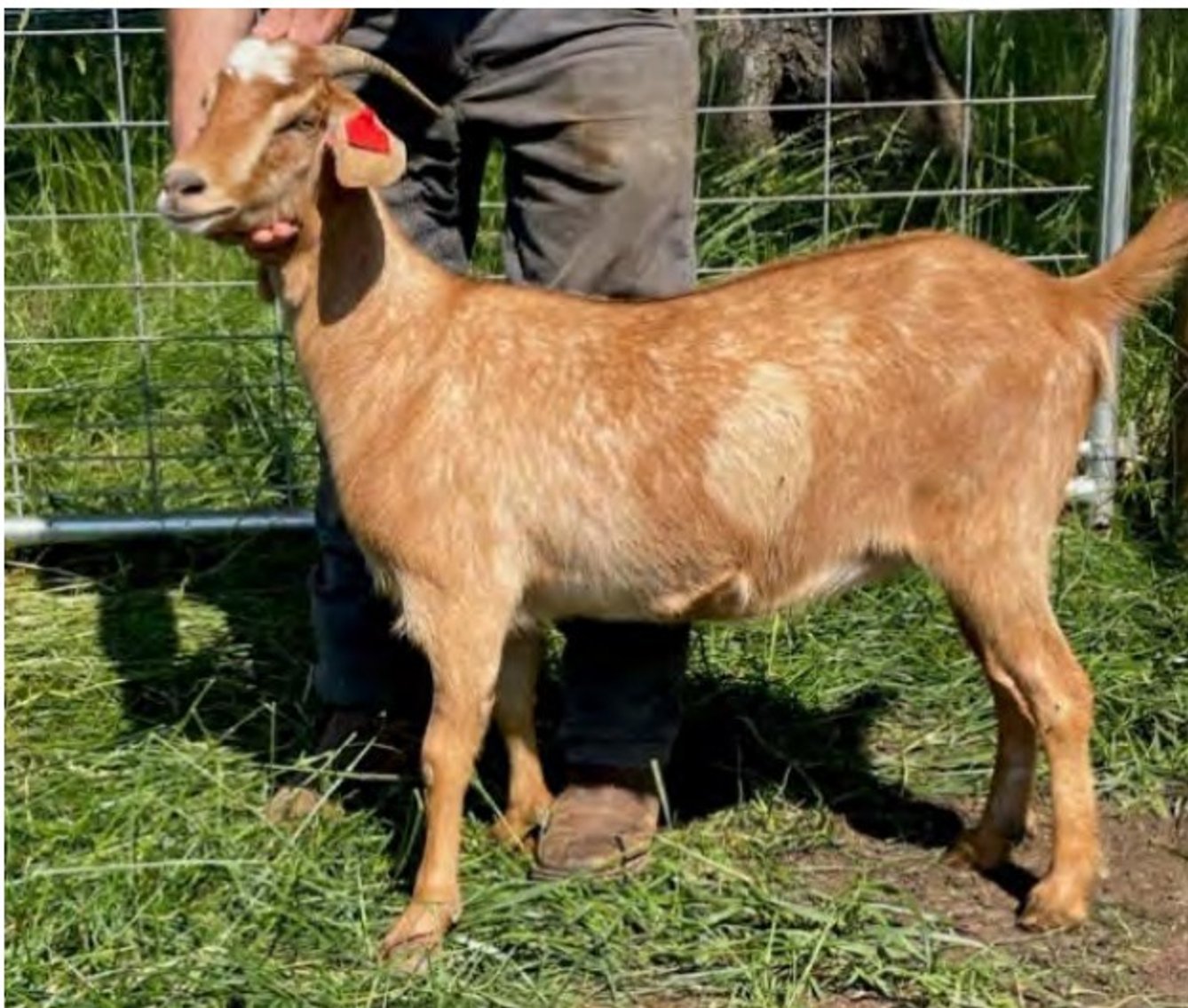 Image for 2022 Heritage Kiko Showcase Sale