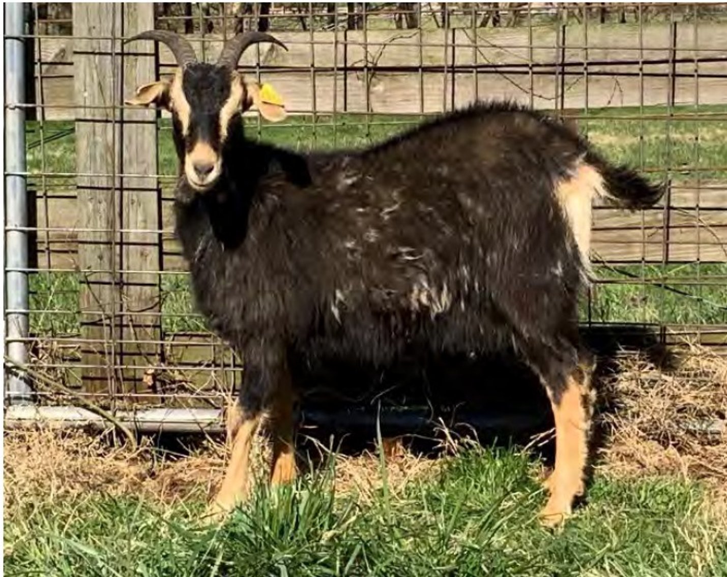 Image for 2022 Heritage Kiko Showcase Sale