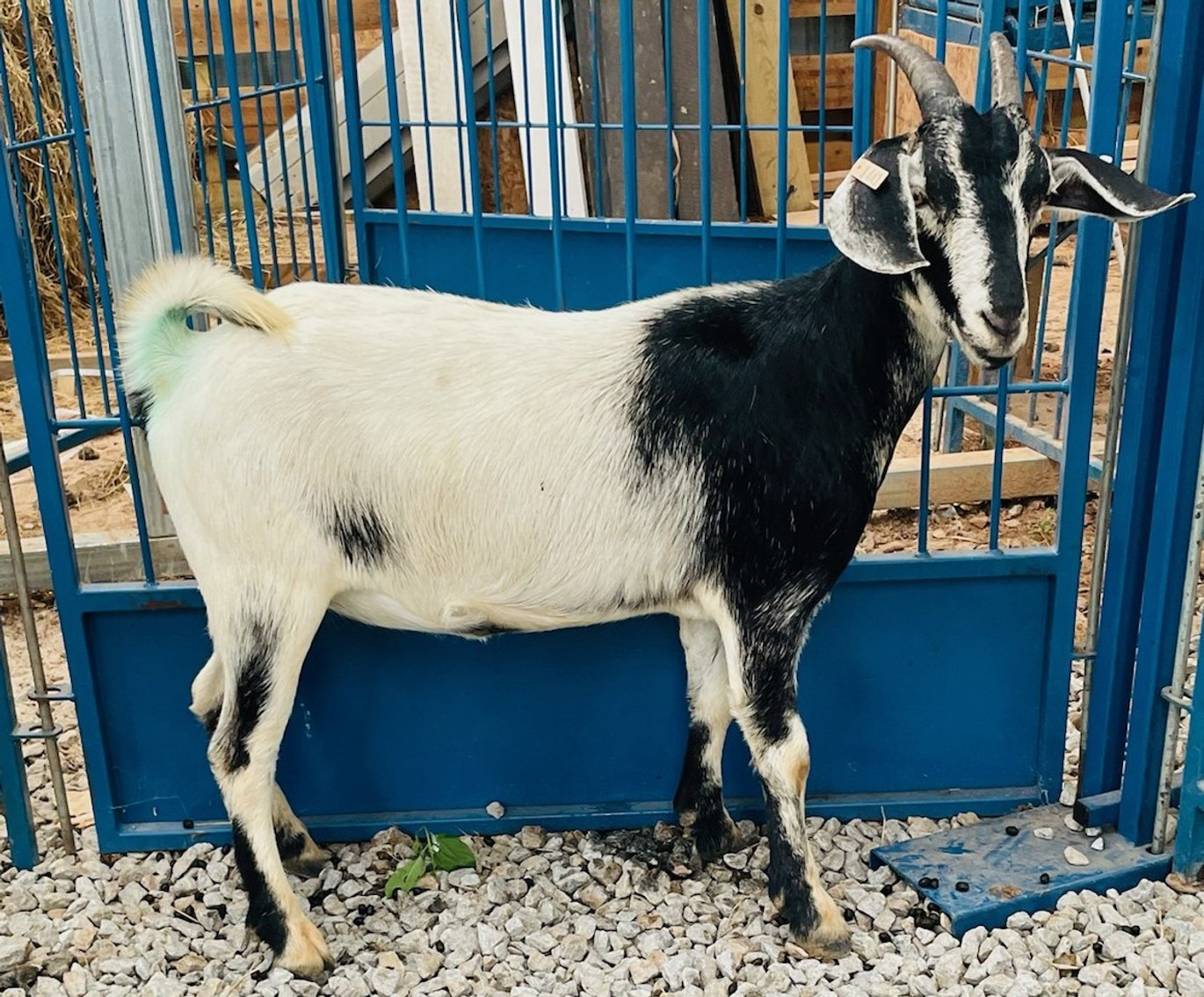 Image for 2022 Heritage Kiko Showcase Sale