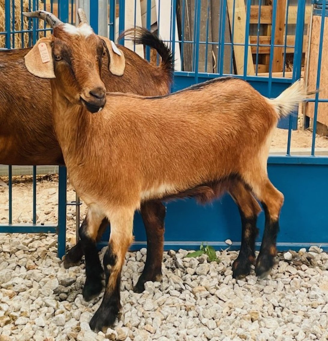 Image for 2022 Heritage Kiko Showcase Sale