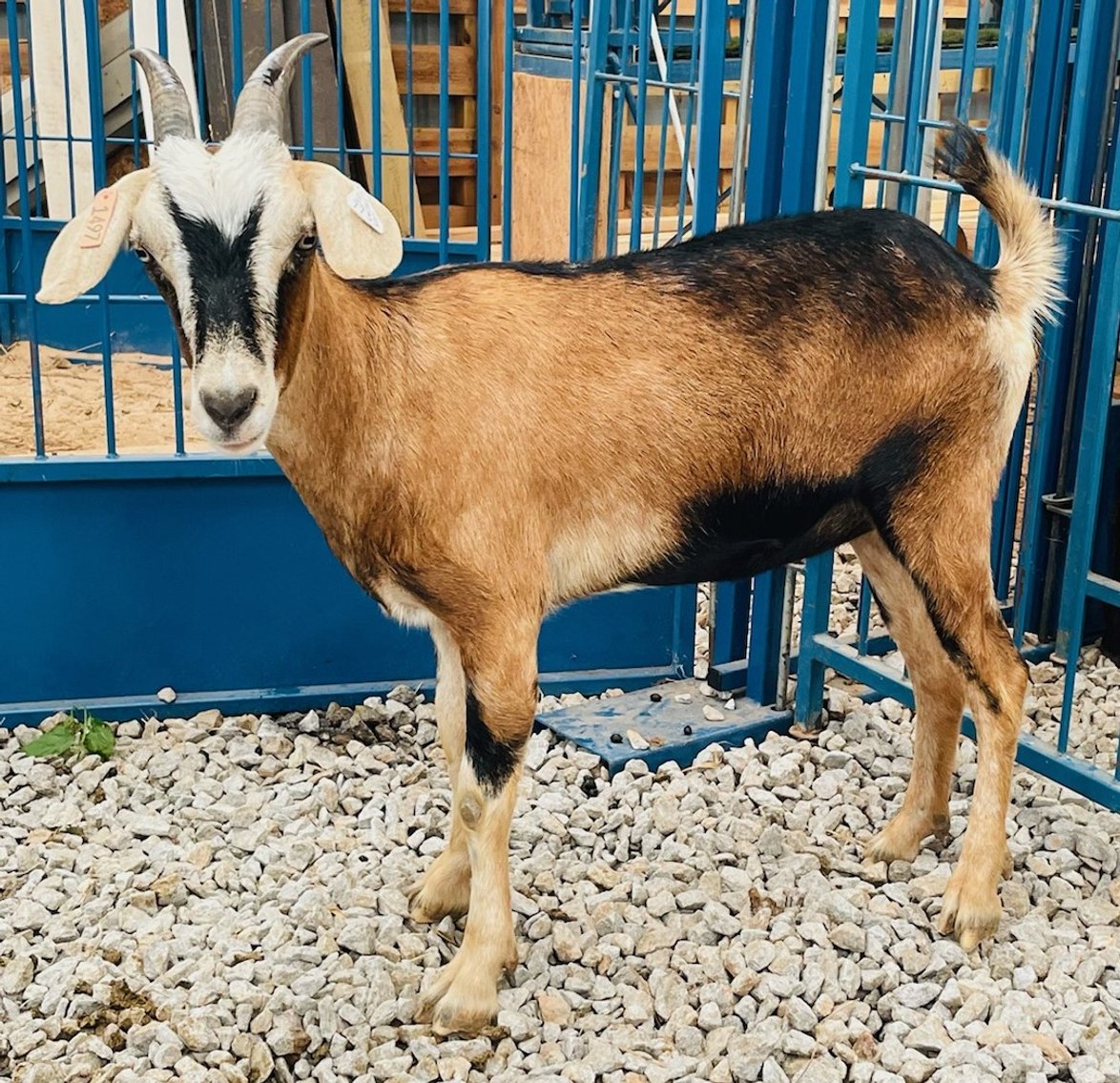 Image for 2022 Heritage Kiko Showcase Sale