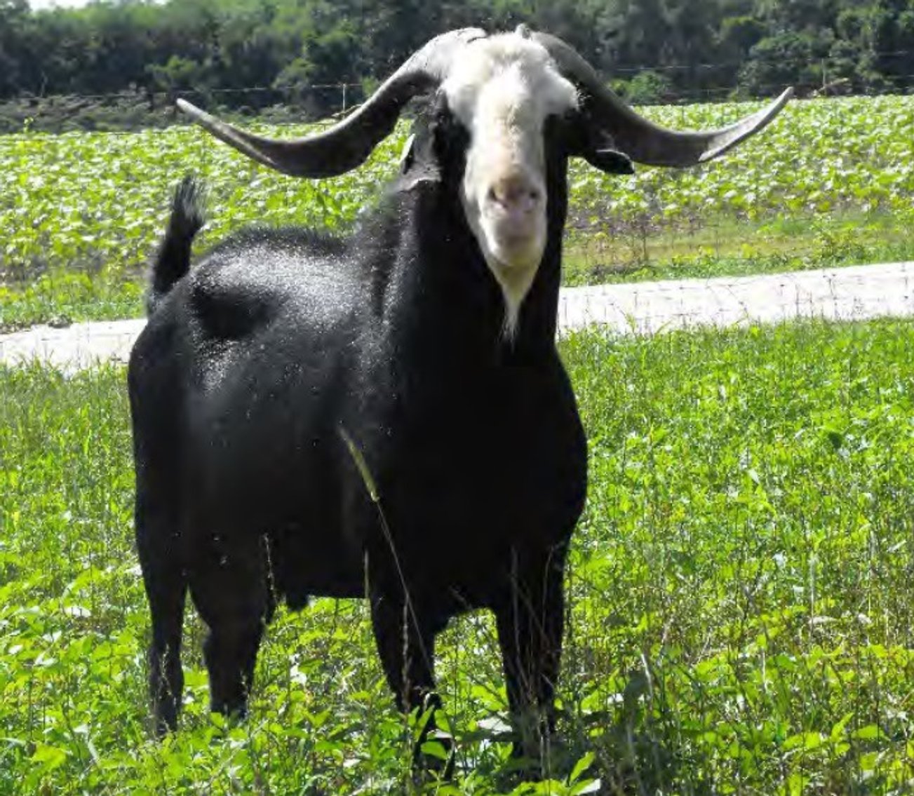 Image for 2022 Heritage Kiko Showcase Sale