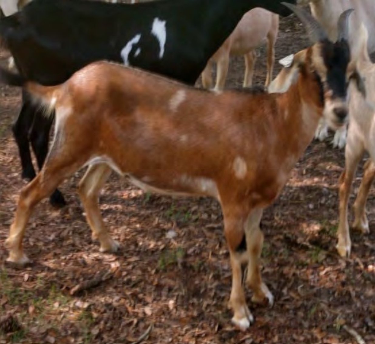 Image for 2022 Heritage Kiko Showcase Sale