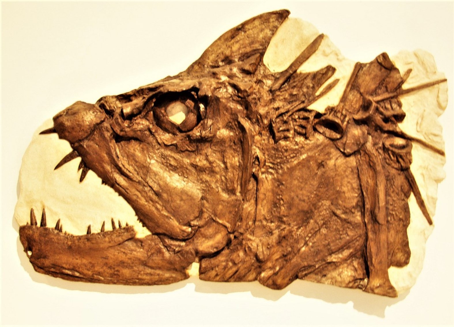 Image for Fossils, Museum Specimens, Minerals, Crystals & More