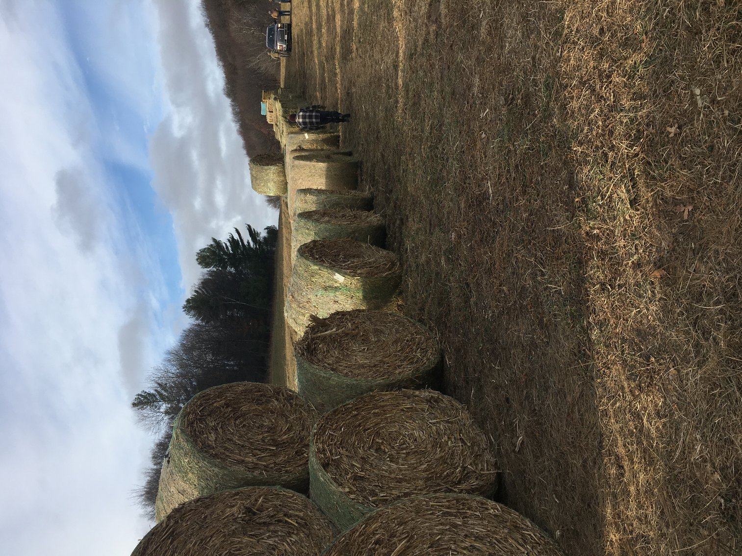 Image for EARLY FEBRUARY HAY AND FIREWOOD AUCTION