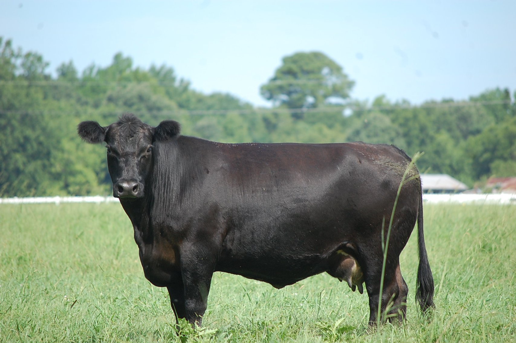 Image for CATTLE AUCTION