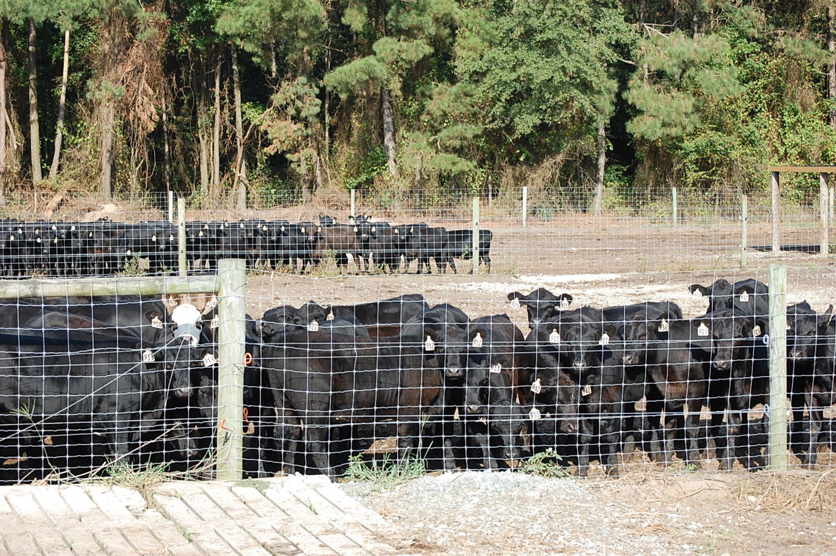 Image for CATTLE AUCTION