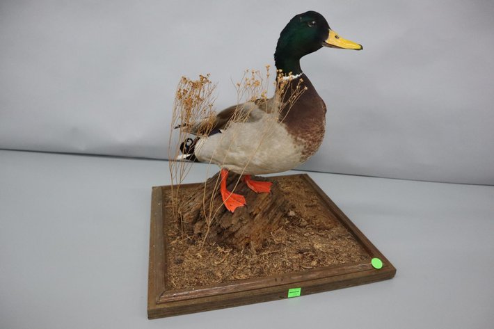 Image for Cold Springs Gallery #2001