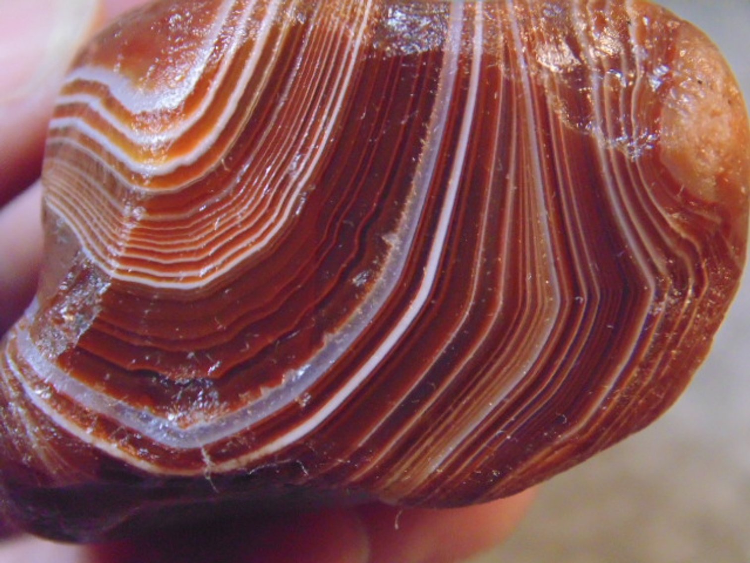 Image for Lapidary: Agates, Fossils, Equipment & More