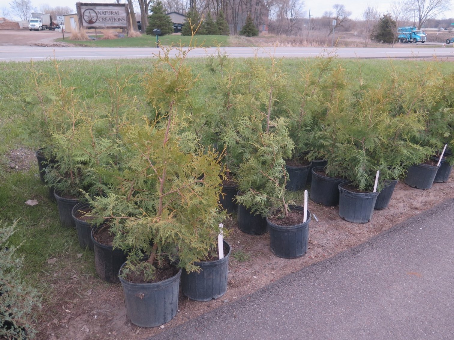 Image for Arborvitae & Juniper Shrubs, Perennials & More