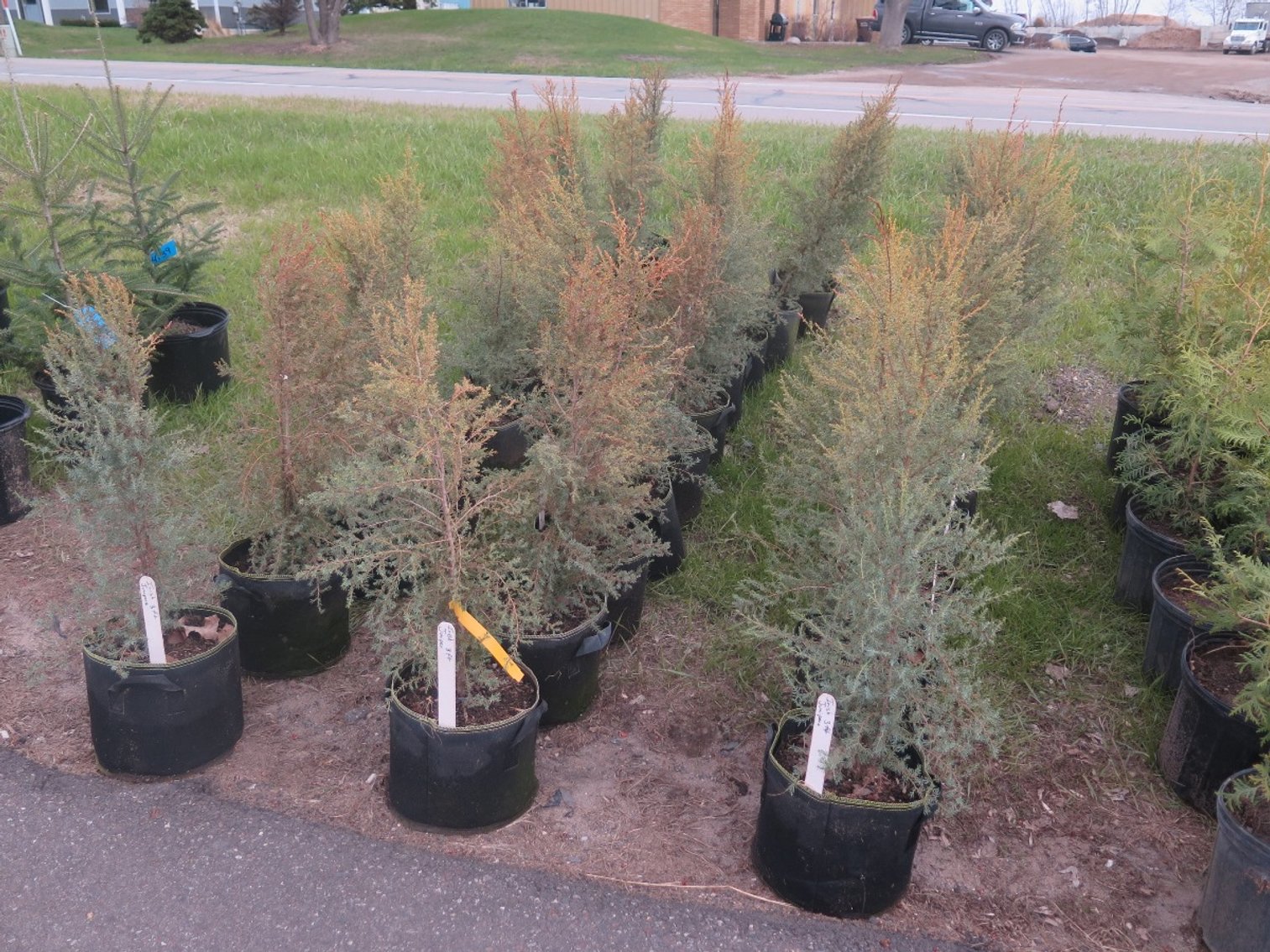 Image for Arborvitae & Juniper Shrubs, Perennials & More