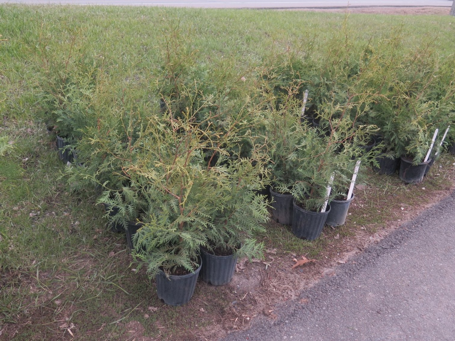 Image for Arborvitae & Juniper Shrubs, Perennials & More