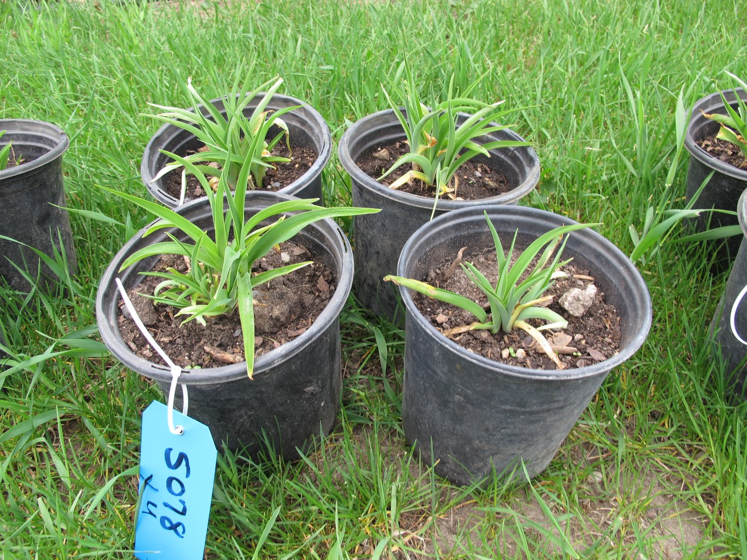 Image for Arborvitae & Juniper Shrubs, Perennials & More