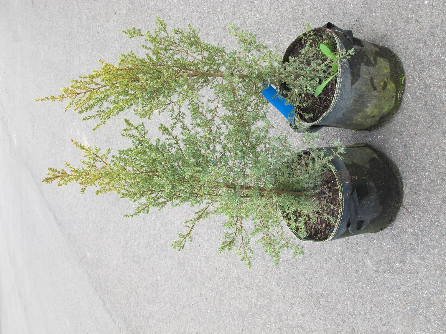 Image for Arborvitae & Juniper Shrubs, Perennials & More