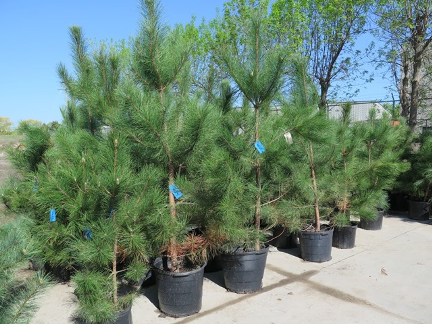 Image for Trees - White Pine, Black Hills Spruce, Flowering Crab & More